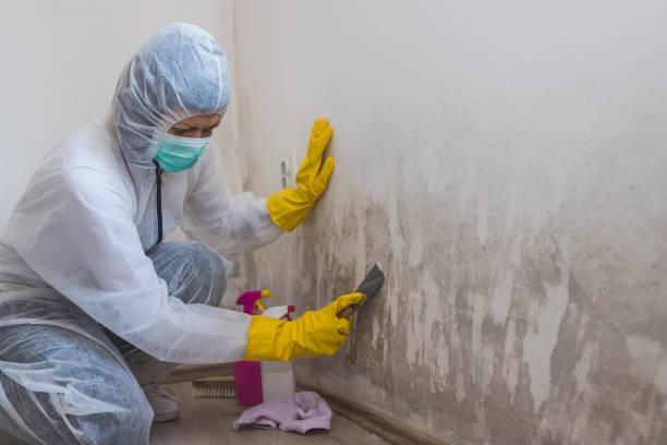 Best Commercial Mold Removal  in Wlowbrook, IL