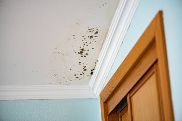 Best Office Mold Removal Services  in Wlowbrook, IL