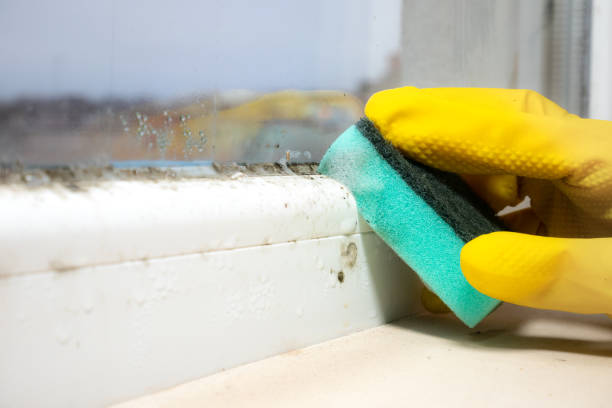 Best Residential Mold Removal  in Wlowbrook, IL