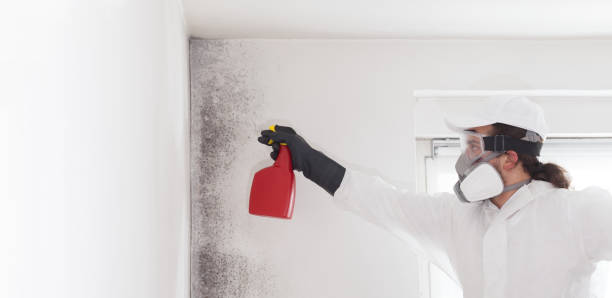 Best Local Mold Removal Service  in Wlowbrook, IL