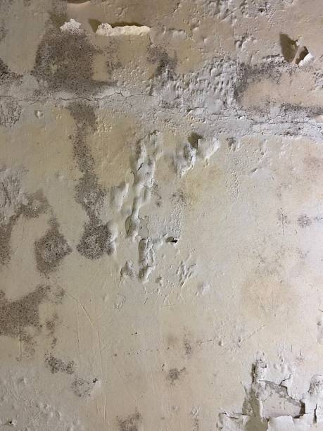 Best Home Mold Removal  in Wlowbrook, IL