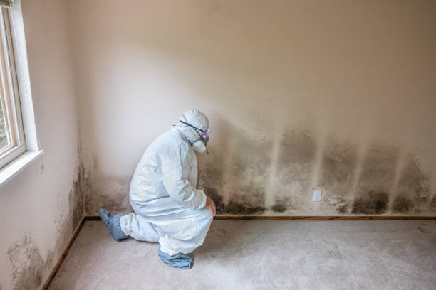 Best Mold Remediation  in Wlowbrook, IL
