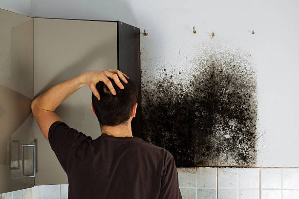 Best Mold Removal Near Me  in Wlowbrook, IL