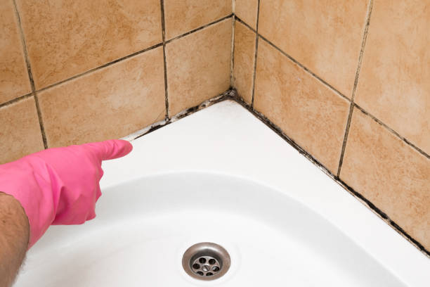 Best Office Mold Removal Services  in Wlowbrook, IL